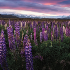 Mountains, New Zeland, lupine, clouds, Flowers, South Island
