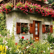 garden, Stone, ivy, geraniums, floral, Houses