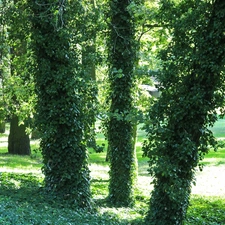 trees, Wooded, ivy, viewes