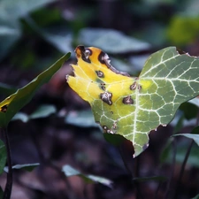 yellowed, leaf, ivy, Autumn