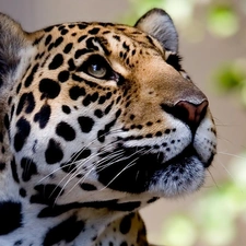 Leopards