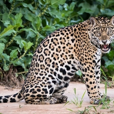 dangerous, Jaguar