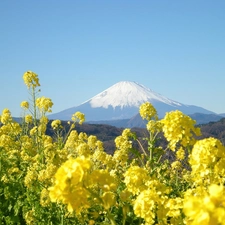 Flowers, Fuji, Japan, mountains