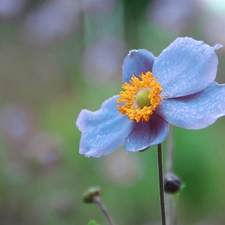 Japanese anemone