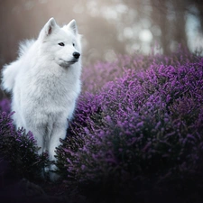 White, Japanese Spitz, heathers, dog