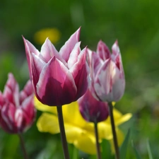 Tulips, jonquil