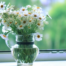 daisy, Flowers, jug, White