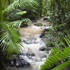 River, jungle