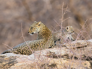 Leopard, Rocks, Plants, Kitten