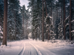 Knyszyn Forest, winter, Way, forest, viewes, Podlachia, Poland, trees