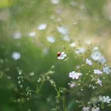 ladybird, White, Flowers