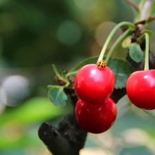 maturing, cherries, ladybird, Red