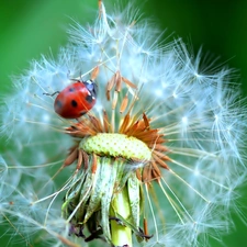 ladybird, Common Dandelion