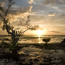 lake, Boat, dry, trees, dawn