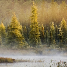 lake, forest, Fog