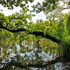 lake, trees, inclined