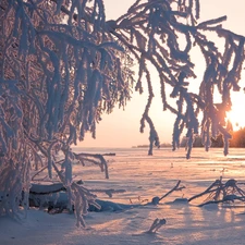 lake, sun, rime, frozen, Bush