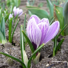 land, Violet, crocus