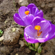 crocuses, land