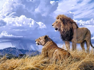 landscape, cats, lions