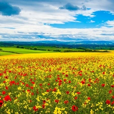 landscape, Meadow, papavers