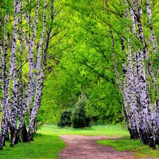 lane, birch, forest