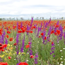 Larkspurs, Meadow, papavers