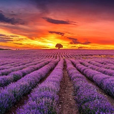 Great Sunsets, clouds, lavender, trees, Field