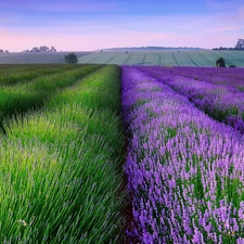 Field, lavender