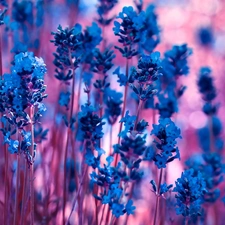 Flowers, lavender