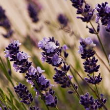 Flowers, lavender