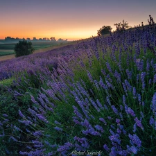 viewes, Great Sunsets, lavender, trees, Meadow