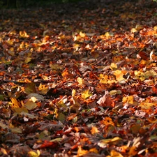 autumn, Leaf