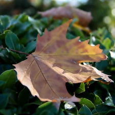 Autumn, leaf