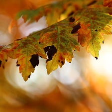 Autumn, Leaf