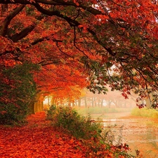 viewes, River, Leaf, autumn, color, trees