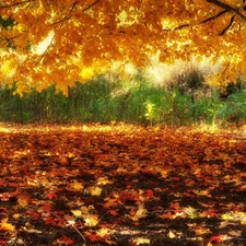 autumn, fallen, Leaf, trees
