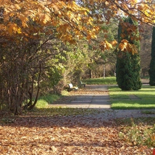 Leaf, autumn, trees, viewes, Park