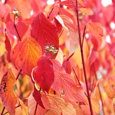 Leaf, Red, Autumn