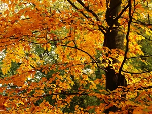 Leaf, Yellow, Autumn