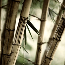bamboo, Leaf