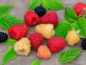 Leaf, raspberries, blackberries