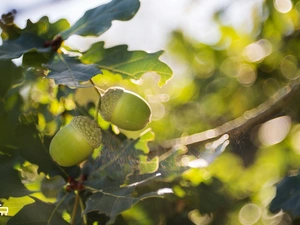 oak, Leaf, blurry background, Acorns