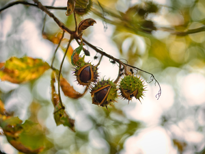 chestnut, twig, chestnuts, Leaf