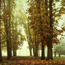 Park, autumn, fallen, Leaf, Fog, chestnut