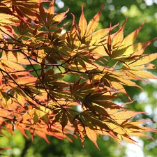 color, Leaf