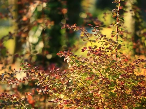 color, barberry, Bush, Leaf