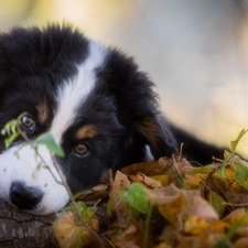Bernese Mountain Dog, muzzle, Leaf, Puppy