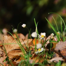 Leaf, droplets, grass, dry, daisies