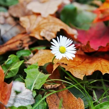 Leaf, daisy, dry